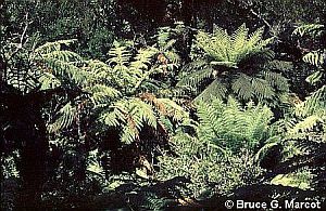 Tree ferns of Tuku Reserve - click for larger image