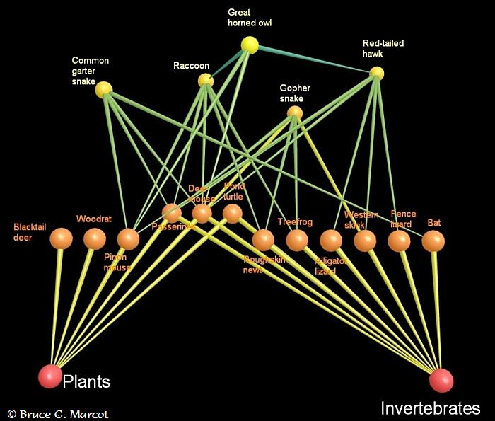 alpine food web