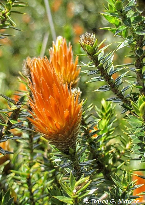 Flower of the Andes