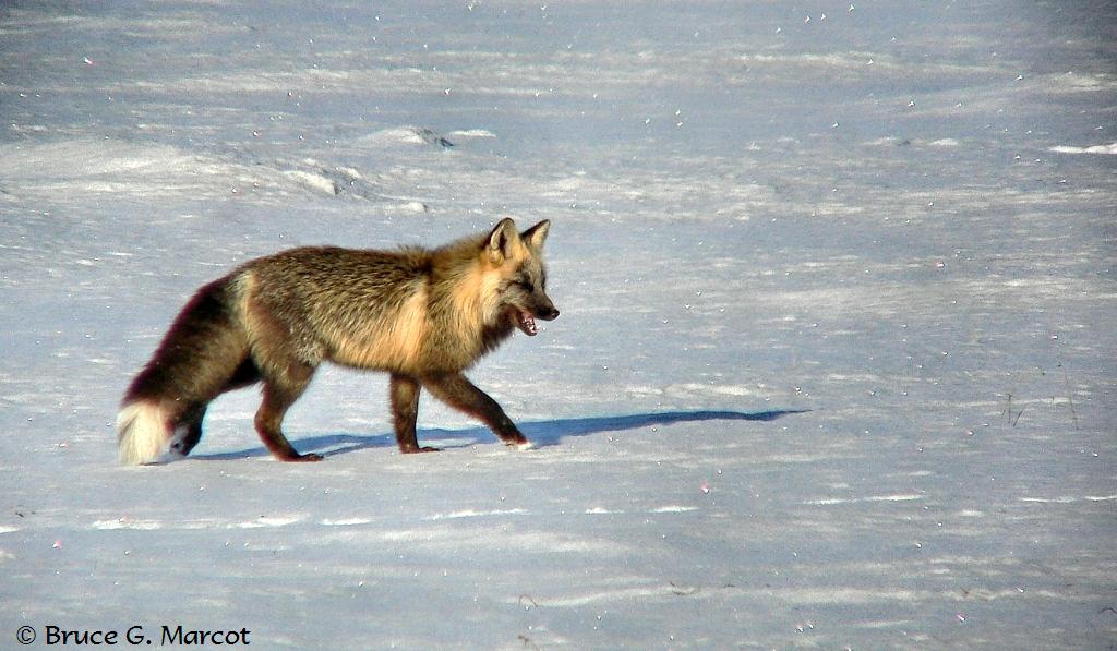 Cross Fox in the Snow