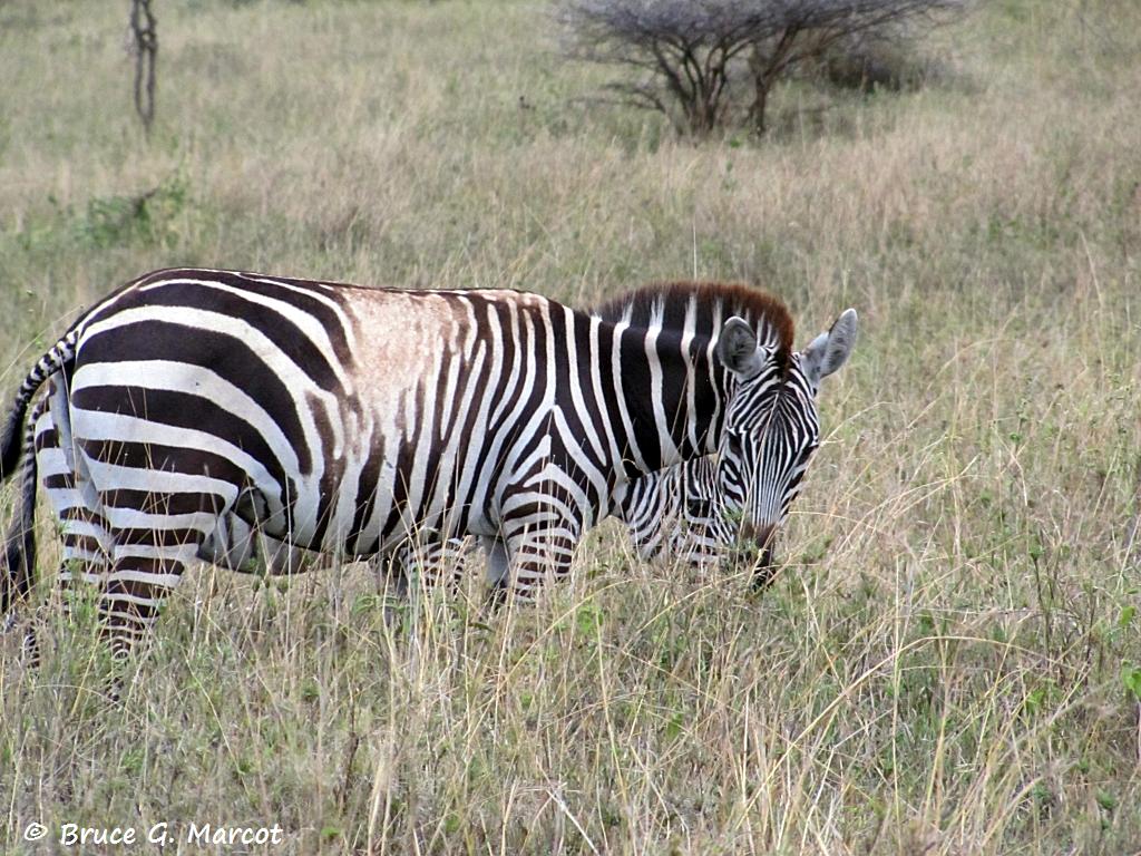 Piebald Zebra