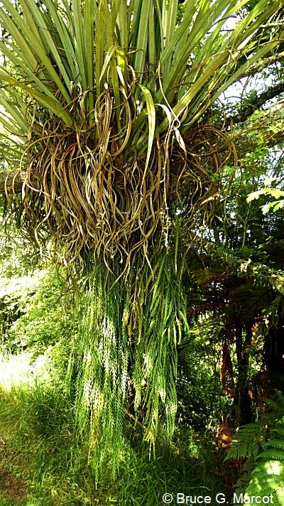 A Massive Drooping Fern